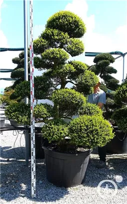 Japan-Stechpalme - Ilex crenata