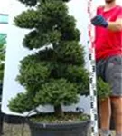 Japan-Stechpalme - Ilex crenata