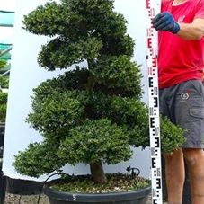 Ilex crenata, Gartenbonsai KaddN5 - 140