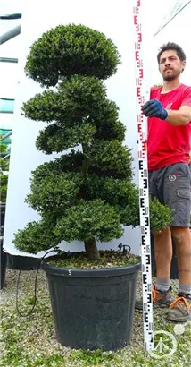 Japan-Stechpalme - Ilex crenata