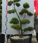 Japan-Stechpalme - Ilex crenata