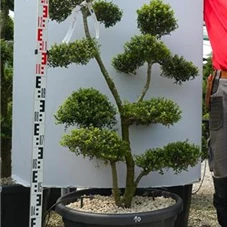 Ilex crenata, Gartenbonsai SK1n10 - 120