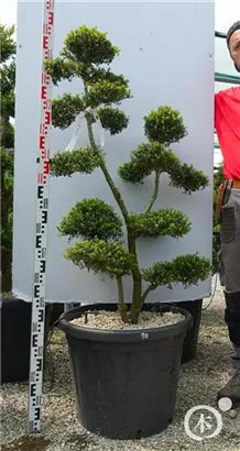 Japan-Stechpalme - Ilex crenata