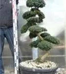 Japan-Stechpalme - Ilex crenata
