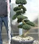 Japan-Stechpalme - Ilex crenata