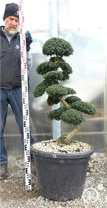 Japan-Stechpalme - Ilex crenata
