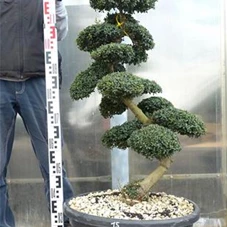 Ilex crenata, Gartenbonsai SK8n15 - 90