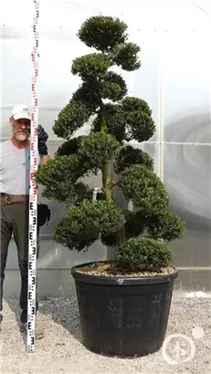 Japan-Stechpalme - Ilex crenata