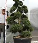 Japan-Stechpalme - Ilex crenata