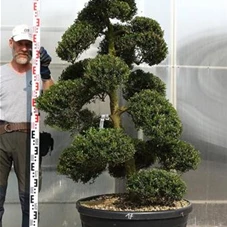 Ilex crenata, Gartenbonsai M28n17 - 170