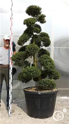 Japan-Stechpalme - Ilex crenata