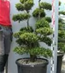 Japan-Stechpalme - Ilex crenata