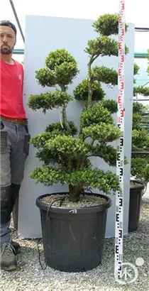 Japan-Stechpalme - Ilex crenata