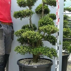 Ilex crenata, Gartenbonsai SK1n18 - 130