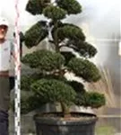 Japan-Stechpalme - Ilex crenata