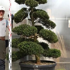 Ilex crenata, Gartenbonsai M28n15 - 170