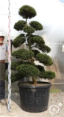 Japan-Stechpalme - Ilex crenata
