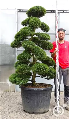 Japan-Stechpalme - Ilex crenata