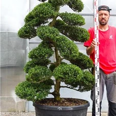 Ilex crenata, Gartenbonsai M28n10 - 160