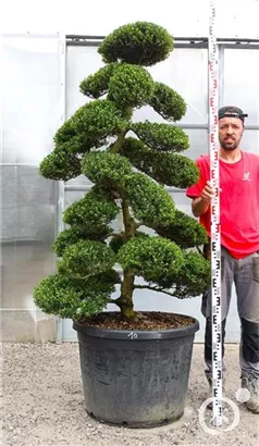 Japan-Stechpalme - Ilex crenata