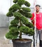 Japan-Stechpalme - Ilex crenata