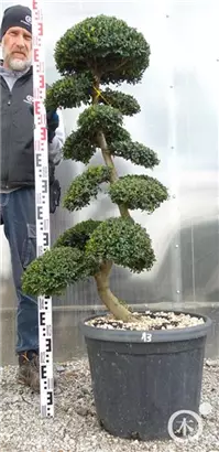 Japan-Stechpalme - Ilex crenata