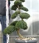 Japan-Stechpalme - Ilex crenata