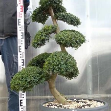 Ilex crenata, Gartenbonsai SK8n13 - 110