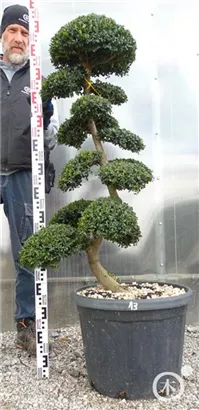 Japan-Stechpalme - Ilex crenata
