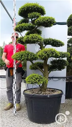 Japan-Stechpalme - Ilex crenata