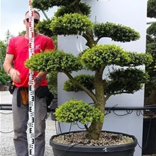 Ilex crenata, Gartenbonsai M4n1 - 170