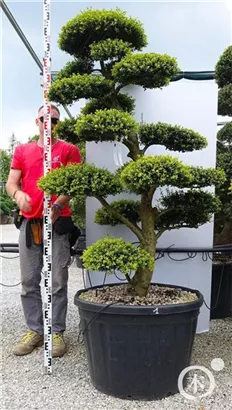 Japan-Stechpalme - Ilex crenata