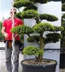 Japan-Stechpalme - Ilex crenata