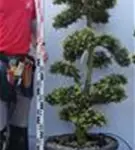 Japan-Stechpalme - Ilex crenata