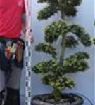 Japan-Stechpalme - Ilex crenata