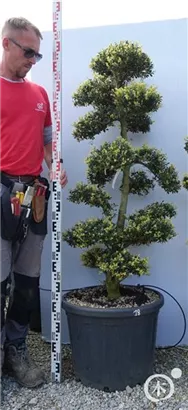 Japan-Stechpalme - Ilex crenata