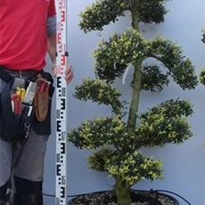 Ilex crenata, Gartenbonsai M44XLn18 - 130