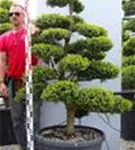 Japan-Stechpalme - Ilex crenata