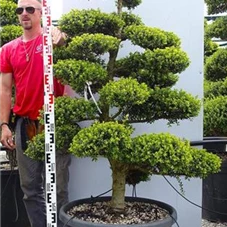 Ilex crenata, Gartenbonsai M5E - 170