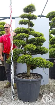 Japan-Stechpalme - Ilex crenata