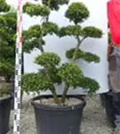 Japan-Stechpalme - Ilex crenata