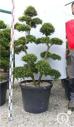 Japan-Stechpalme - Ilex crenata