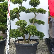 Ilex crenata, Gartenbonsai SK1n2 - 120