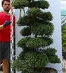 Japan-Stechpalme - Ilex crenata