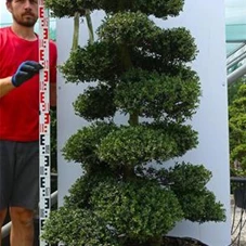 Ilex crenata, Gartenbonsai KaddN2 - 170