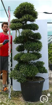 Japan-Stechpalme - Ilex crenata