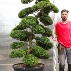 Ilex crenata, Gartenbonsai M28n9 - 190