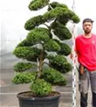 Japan-Stechpalme - Ilex crenata