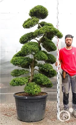 Japan-Stechpalme - Ilex crenata