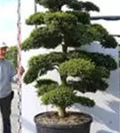 Japan-Stechpalme - Ilex crenata